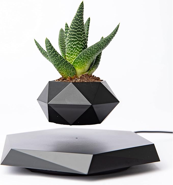 Levitating  Bonsai Plante for home decoration